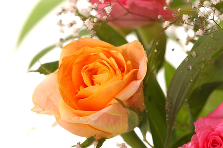 Close-up of beautiful yellow rose, a studio photoの写真素材