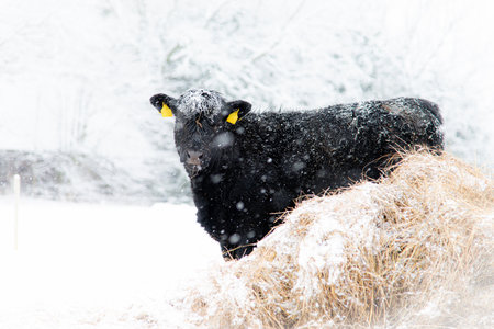 Black cow in the snow in winter, South Bohemia, Czech Republicの写真素材