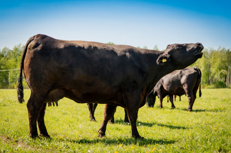 Cows grazing on a green meadow on a sunny summer dayの写真素材