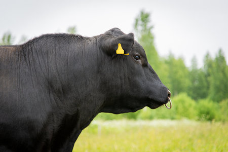 Black cow with yellow eyes on the background of green field and forestの写真素材