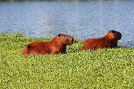 capybaras resting near the lakeの写真素材