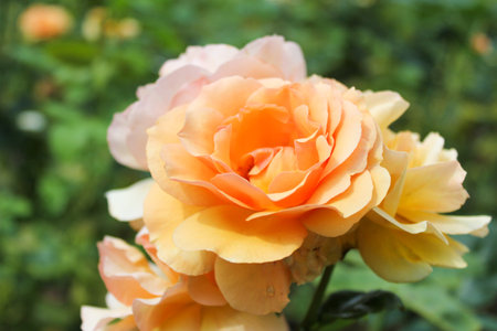 orange rose flower closeupの写真素材