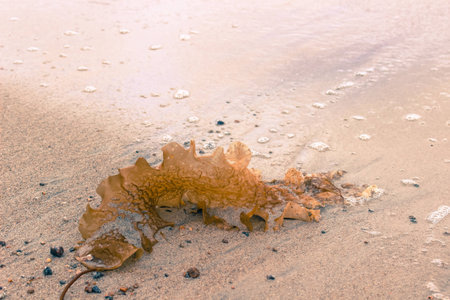 Orange Algae On Sandの写真素材