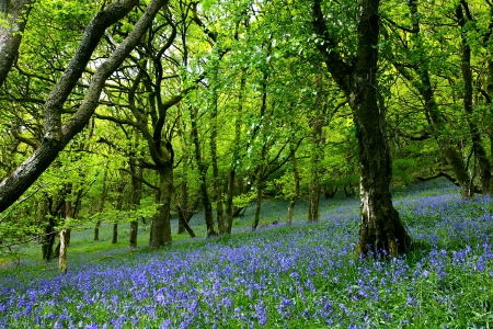 An ancient bluebell forest in the Cambrian Mountains, Wales, U.K.の写真素材
