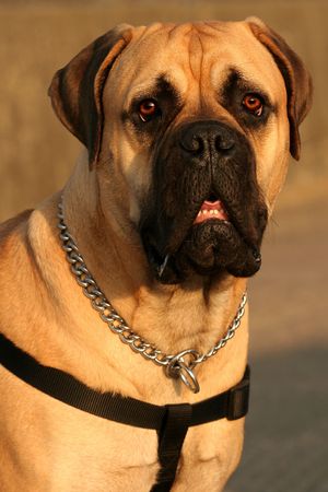 Portrait of the upper body and face of a Bull Mastiffの写真素材