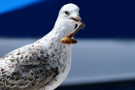 Seagull with a leg of chicken in its beak.の写真素材