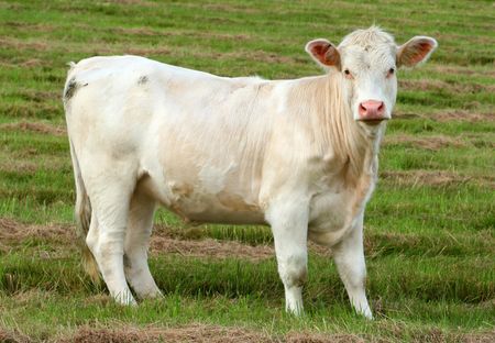 A white cow standing in a field.の写真素材