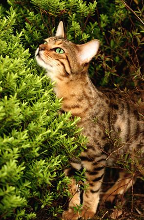  Bengali special breed kitten peeping over a hebe bush in a flowerbed.