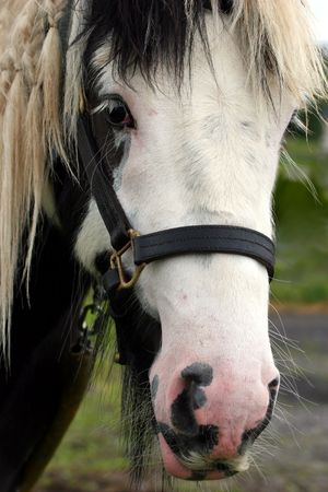 The face of a gypsy cob pony.の写真素材
