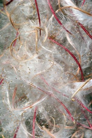 Close up of Rosebay Willowherb seed heads.