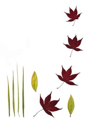 Design of four acer leaves, four bamboo leaves and two bay leaves on a white background.の写真素材
