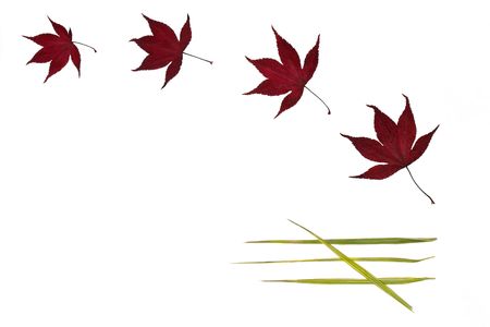 Four acer leaves and four bamboo leaves arranged in a pattern against a white background.