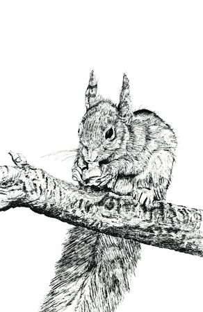 Hand drawn illustration in pen and ink of a squirrel eating a nut. Set against a white background.の写真素材