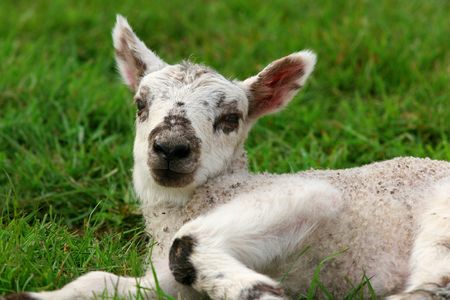 Face and part of the body of a new born lamb lying down in a field in spring.