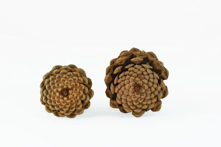 The base view of two pinecones set against a white background.の写真素材