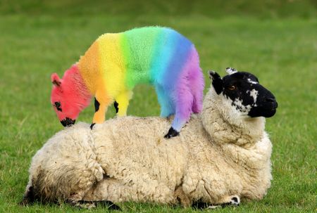 Female sheep lying in a field in spring with a lamb climbing on its back, with the lambs coat saturated with colors of the rainbow.の写真素材