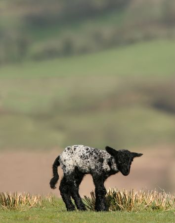 New born  black and white speckled lamb standing alone in a field in spring.