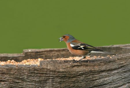 Male chaffinch with a peanut in its mouth standing on an oak bird feeder, set against a green background.の写真素材