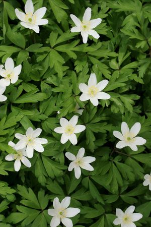 Greater Celandine white wild flowers in spring.