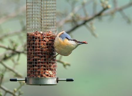 Nuthatch swinging from a bird feeder filled with peanuts with a nut in its beak.の写真素材