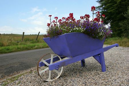 Purple wooden wheelbarrow full of flowers, standing on gravel with a field and trees to the rear.の写真素材