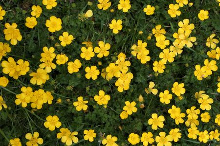 Buttercupsの写真素材