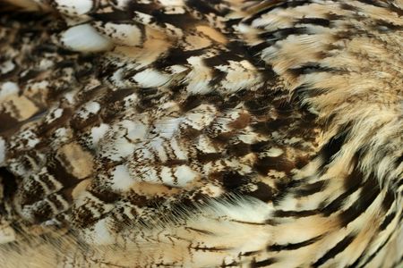 Close up of the feathers on the wing of an owl.の写真素材