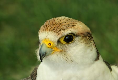 Portrait of a falconの写真素材