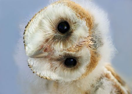 Portrait of a  barn owl with its head naturally rotated. Owls have the ability to rotate their heads in this way.の写真素材