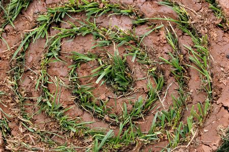 One roll of freshly cut turf.の写真素材