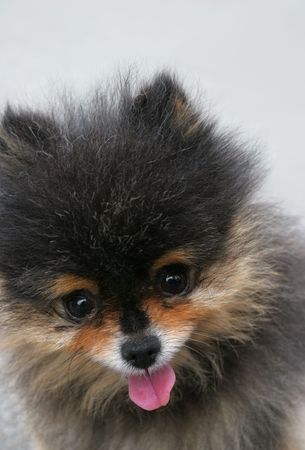 Face of a special breed Pomeranian Pekinese dog with its tongue hanging out.の写真素材