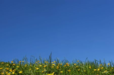 Buttercup flowers and grasses in summer against a blue sky.の写真素材
