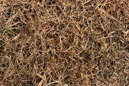 Close up of brown dry grass in a summer drought.の写真素材