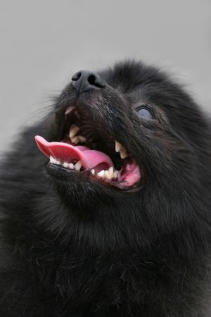 Face of a black Pomeranian special breed Pekingese dog with its mouth open and its tongue hanging out.の写真素材
