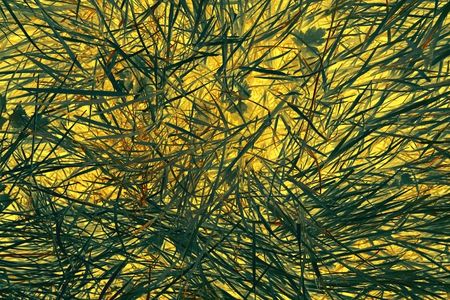 Abstract of blades of grass with a glowing yellow background.の写真素材