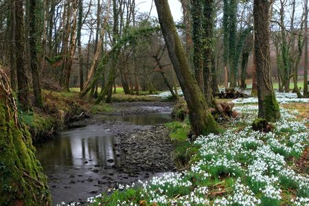 Ancient snowdrop forest of oak trees, with a winding a stream, in early Spring.の写真素材