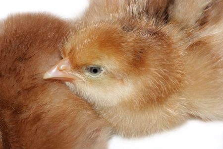 New born  chick resting its head on the back of another chick. Against white.の写真素材