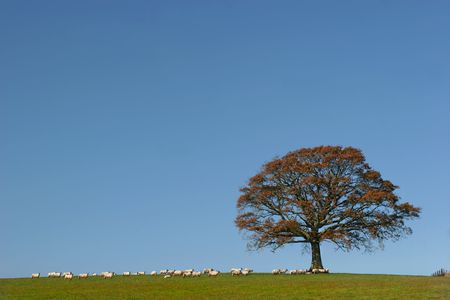 Oak tree in fall in a field with a herd of sheep against on clear blue sky.の写真素材