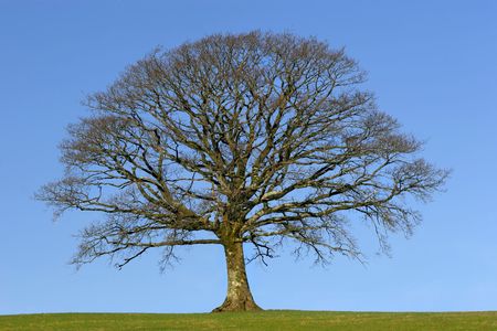 Oak tree in a field in Winter, devoid of leaves, with grass to the foreground, set against a clear...