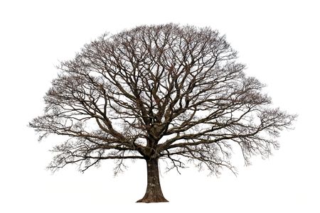 Oak tree in winter devoid of leaves set against a white background.の写真素材