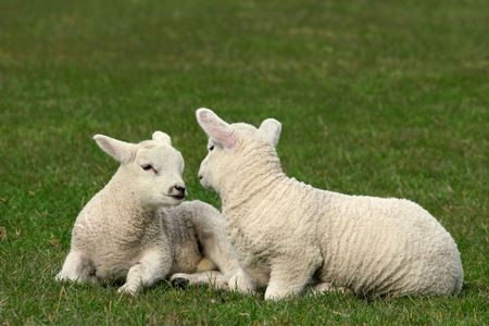 Two twin white lambs sitting next to each other  in a field in spring.の写真素材