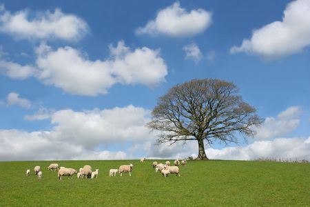 Oak tree in spring, with sheep and lambs grazing in a field in the foreground and a blue sky with altocumulus clouds to the rear.の写真素材
