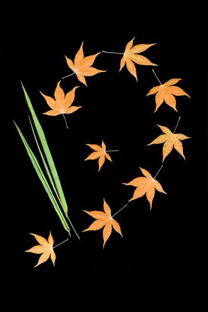 Abstact design of maple and bamboo leaves against a black background.の写真素材