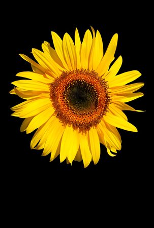 Sunflower flowerhead in full bloom against a black background.の写真素材