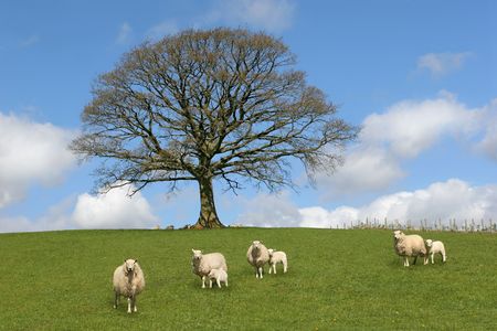 Oak tree in spring, with sheep and lambs grazing in a field in the foreground and a blue sky with altocumulus clouds to the rear.の写真素材