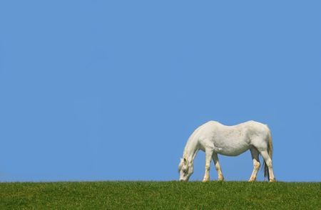 White horse grazing alone in a field against a clear blue sky.の写真素材