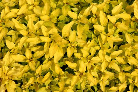 Close up of freshly growing golden marjoramの写真素材