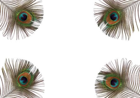 Iridescent eyes of four peacock feathers set at each of the corners of the frame. Set against a white background. Iridescent eyes of four peacock feathers set at each of the corners of the frame. Set against a white background.