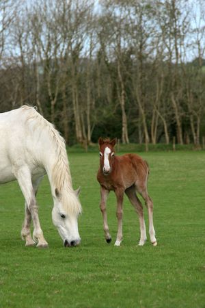 New born foal standing in a field in spring next to a white horse, partly in view. (Welsh Section D ponies)の写真素材