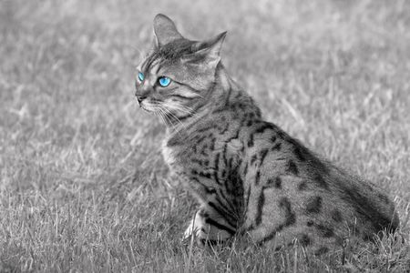 Bengali special breed cat with blue eyes, sitting on the grass. In monochrome, with only the eyes colored.の写真素材